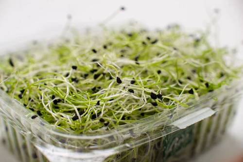 Alfalfa
