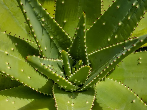 Aloe vera